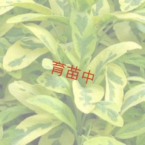 画像1: セージ　ゴールデン　