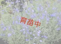 セージ　ジャーマンダー　