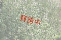 タイム　レモン　