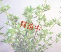 タイム　マスティチナ　