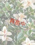 タイム　フォックスリー　