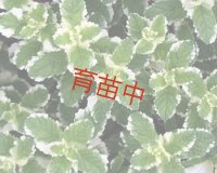 ミント　パイナップル　
