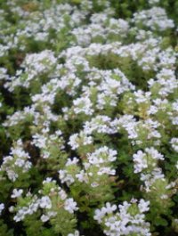 タイム 白花クリーピング　