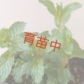 ミント　ペパー　ホワイト　