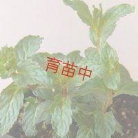 ミント　ペパー　ホワイト　