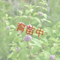 ミント　バナナ　