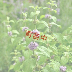 画像1: ミント　バナナ　