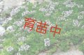 タイム　レイター　