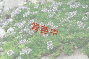 画像1: タイム　レイター　