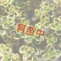タイム　ゴールデンレモン　
