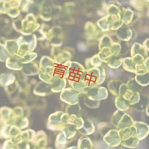 画像1: タイム　ゴールデンレモン　