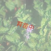 ミント　グレープフルーツ　
