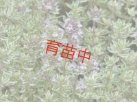 タイム　シルバー　