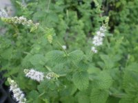 ミント　アップル　