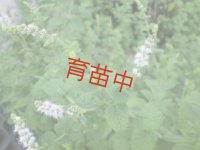 ミント　アップル　