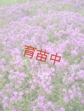 タイム　赤花クリーピング