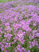 タイム　赤花クリーピング