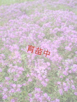 画像1: タイム　赤花クリーピング