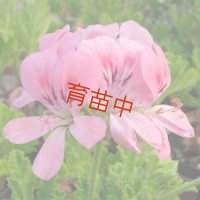 スィートミモザ　ゼラニウム　