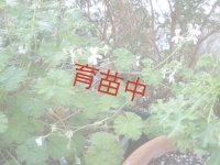 アップル　ゼラニウム　