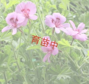 画像1: シナモン　ゼラニウム　