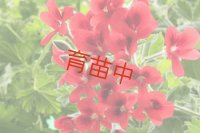 オールドスカーレットユニーク 　ゼラニウム　