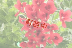 画像1: オールドスカーレットユニーク 　ゼラニウム　