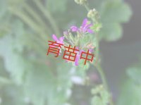 ココナッツ　ゼラニウム　