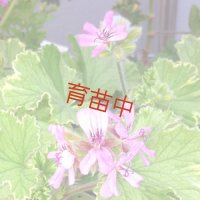 アトミックスノーフレーク 　ゼラニウム