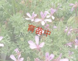 画像1: サザンウッド　ゼラニウム　