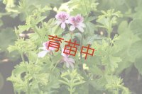 ストロベリー　ゼラニウム　