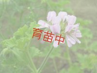 アッタルローズ　ゼラニウム　