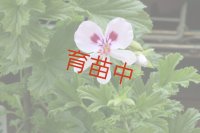 フレンシャムレモン　ゼラニウム　