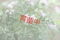 デンチ　ゼラニウム　