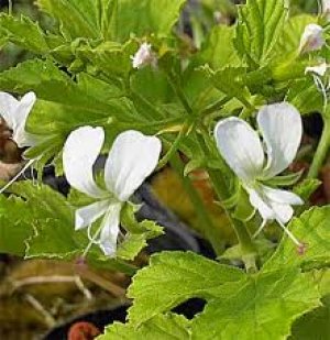 画像1: リビフォリウム　ゼラニウム　