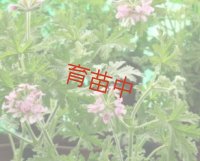 オドラ　ゼラニウム　