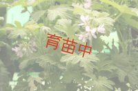 雪嶺　ゼラニウム　