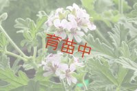 ローズ　ゼラニウム　