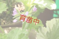 ストロベリーレモン　ゼラニウム　