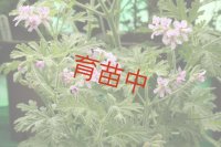 ブルボン　ゼラニウム　