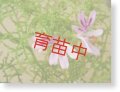 ファンリーフ　ゼラニウム　