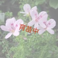 レモン　ゼラニウム　