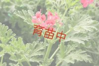 レッドフラワーローズ　ゼラニウム　
