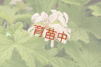 ローズレモン　ゼラニウム　