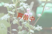 スワールベルグ　ゼラニウム