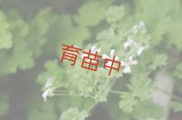 リリアンポッテンジャー　ゼラニウム　