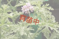 ミントセインテッドバリエガタ　ゼラニウム　