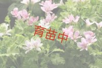 プリンスオブオレンジ　ゼラニウム