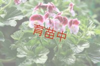 レディーメアリー　ゼラニウム　