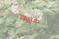 ナツメグゴールデン　ゼラニウム　
